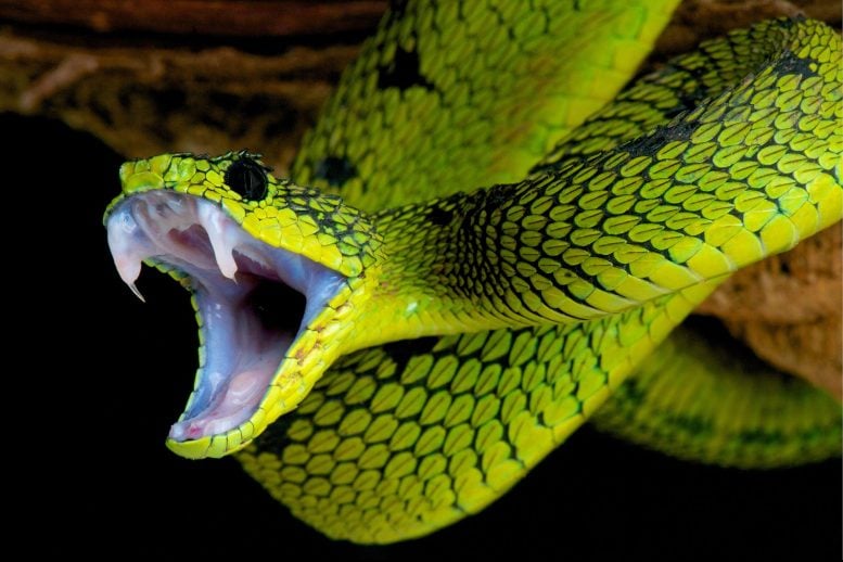 AI-Designed Proteins – Unlike Any Found in Nature – Revolutionize Snakebite Treatment.