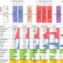 Deep learning uncovers gene targets and potential drugs to slow brain aging