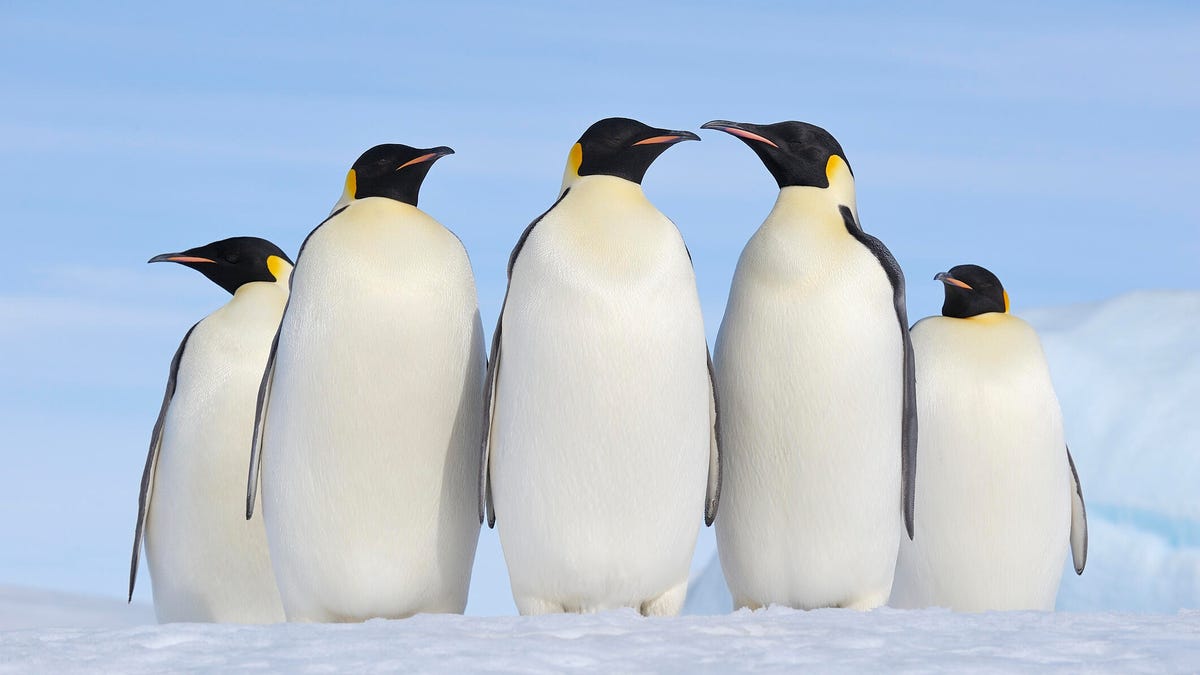 Want to run your local AI models on Linux? This app makes it simple