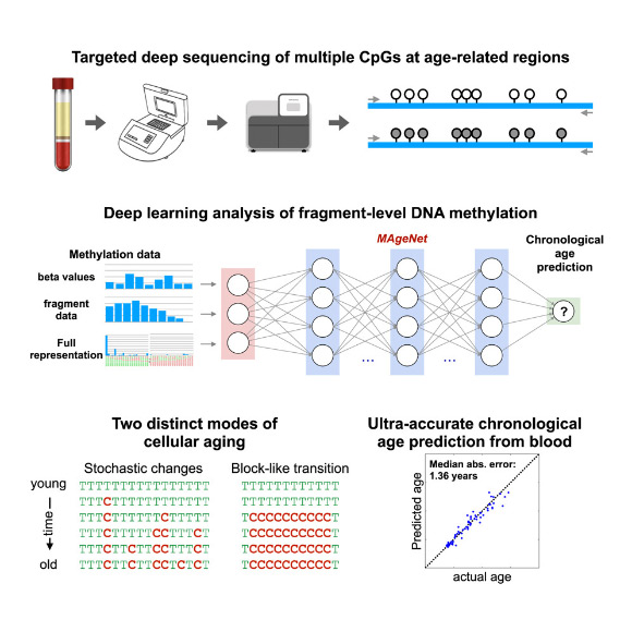 accurate-age-predictions-are-possible-using-as-few-as-50-dna-molecules-study.jpg Accurate Age Predictions are Possible Using as Few as 50 DNA Molecules: Study