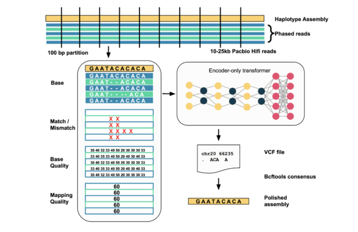Google AI Releases DeepPolisher: A New Deep Learning Tool that Improves the Accuracy of Genome Assemblies by Precisely Correcting Base-Level Errors