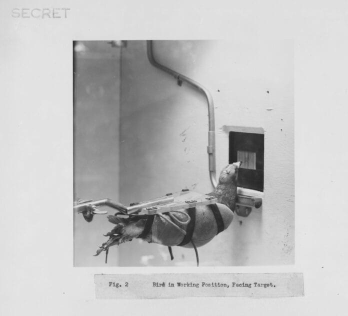 Why we should thank pigeons for our AI breakthroughs