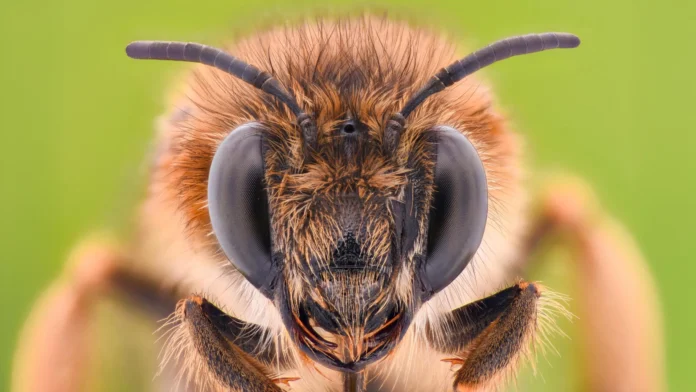 Why tiny bee brains could hold the key to smarter AI