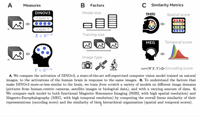 AI and the Brain: How DINOv3 Models Reveal Insights into Human Visual Processing